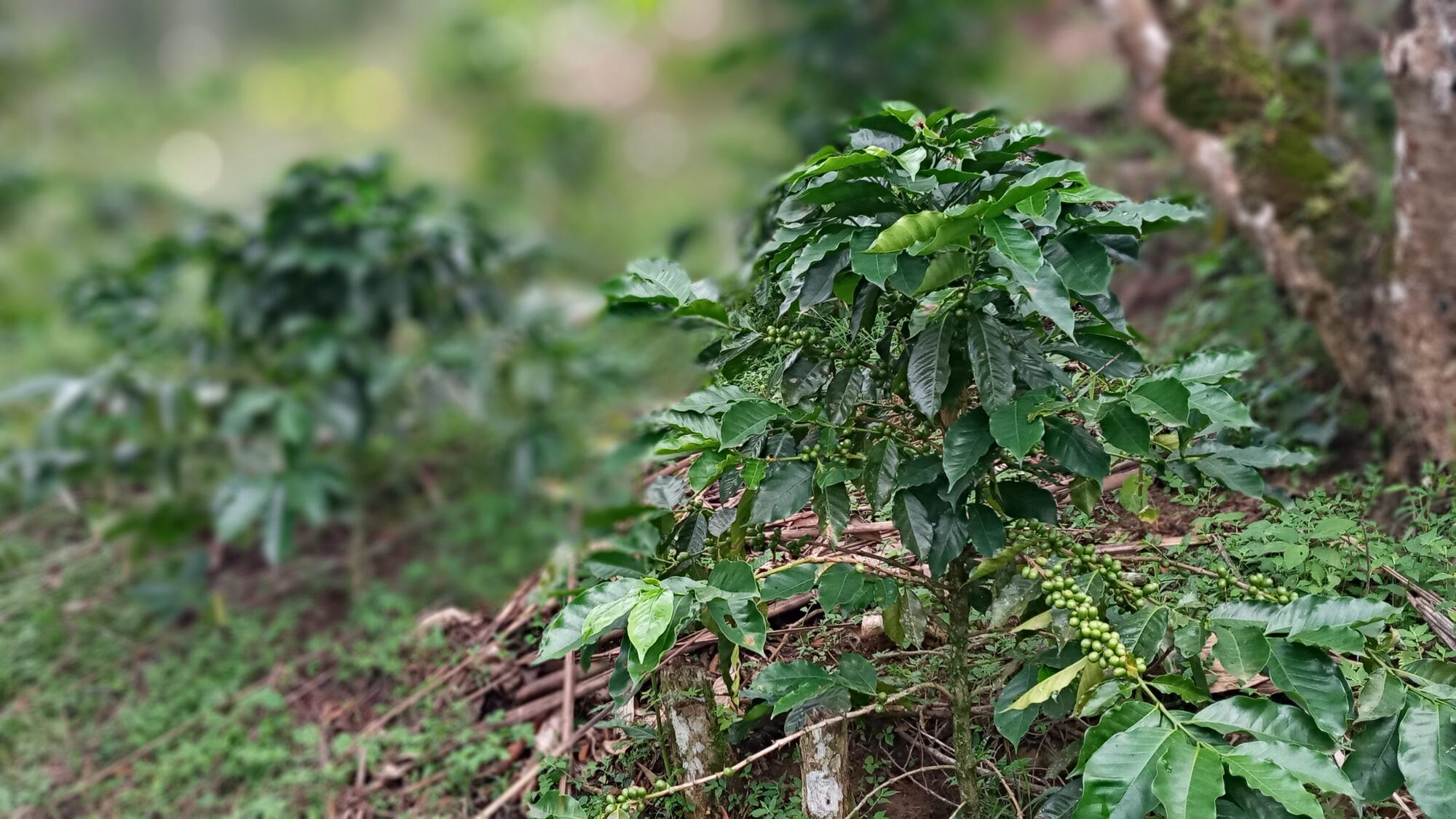 Plantas de café